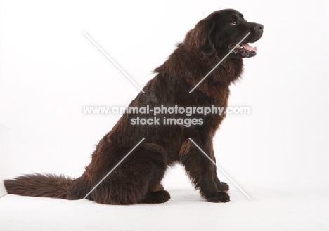 Newfoundland on white background