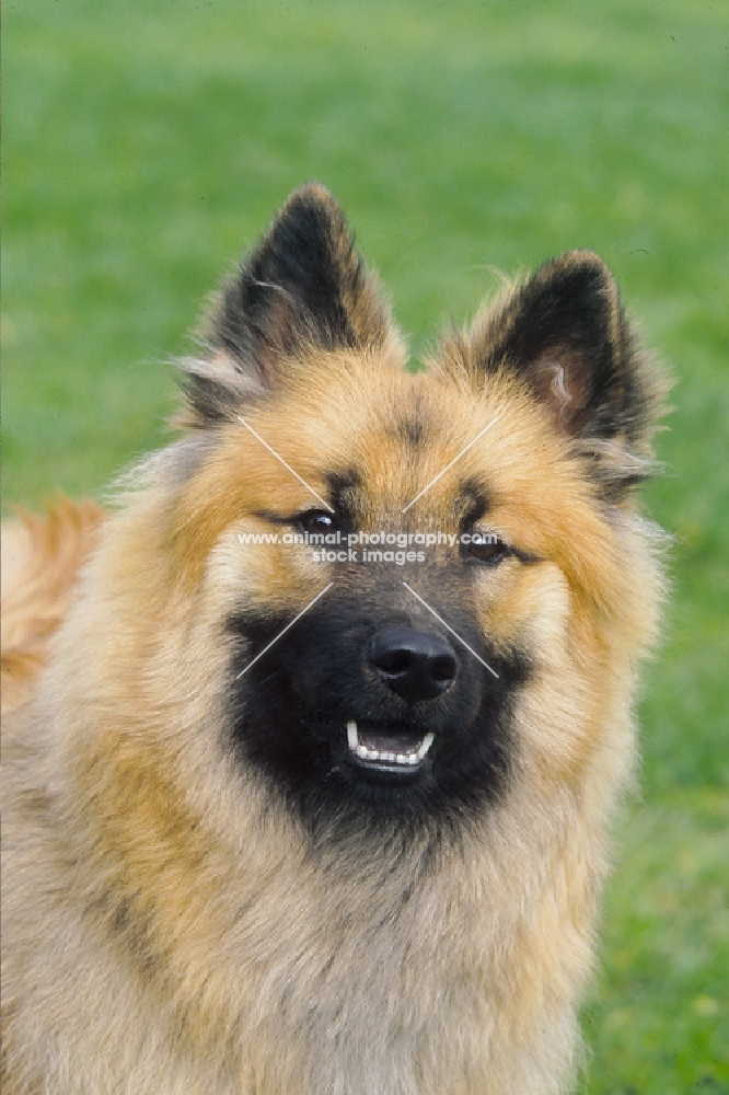 Eurasier portrait