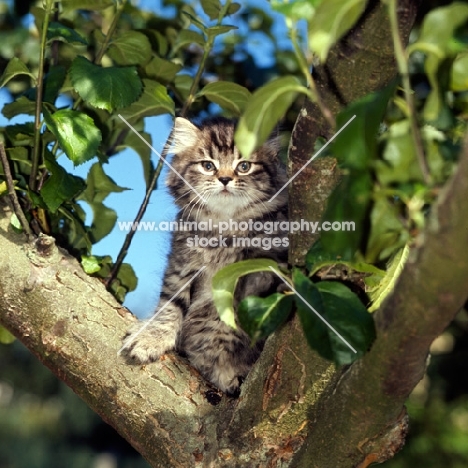 brown tabby long hair kitten up a tree