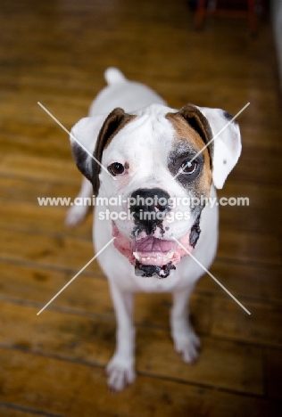 White Boxer standing on hardwood floor, smiling.