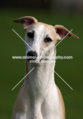 Whippet head study