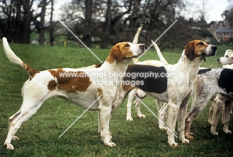 foxhounds of duke of beaufort's hunt 
