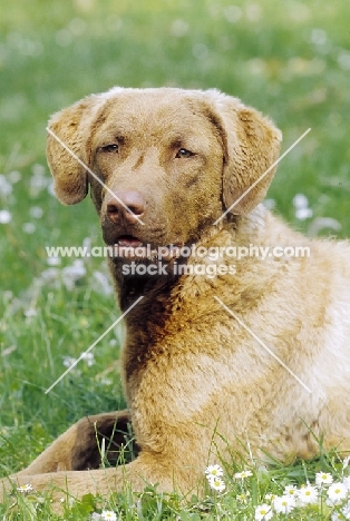 chesapeake bay retriever lying down