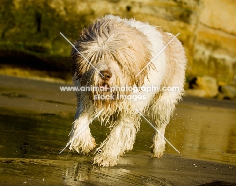 Polish Lowland Sheepdog (aka polski owczarek nizinny)