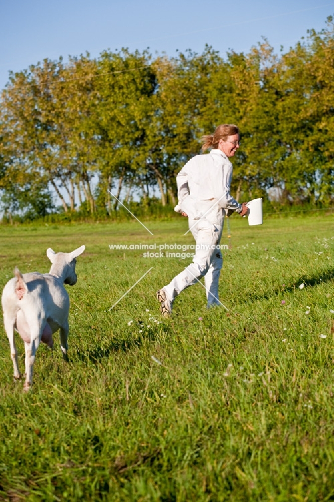 white Saanen diary goat chasing women with pitcher of grain in grassy field