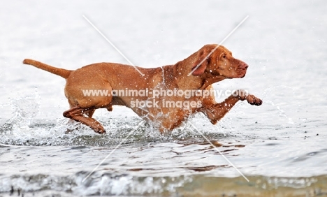 Hungarian Vizsla walking in sea