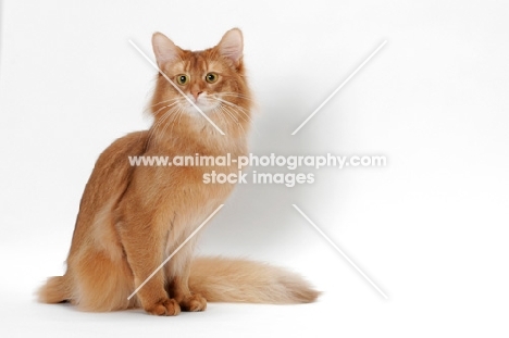 red Somali cat on white background