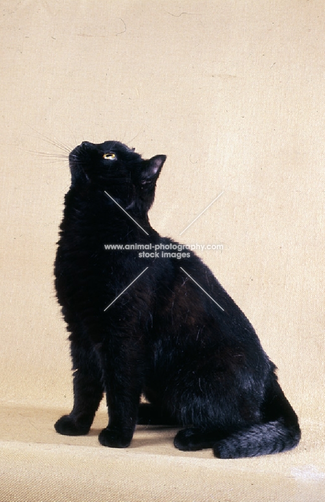 black cat looking upwards
