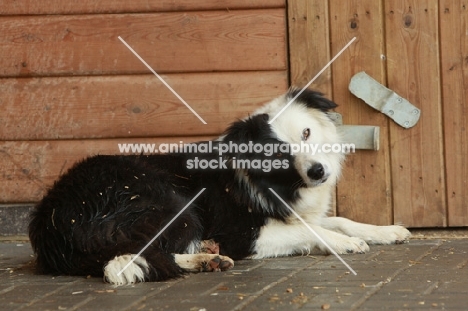 Border Collie near shed