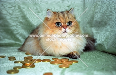 golden Persian with money