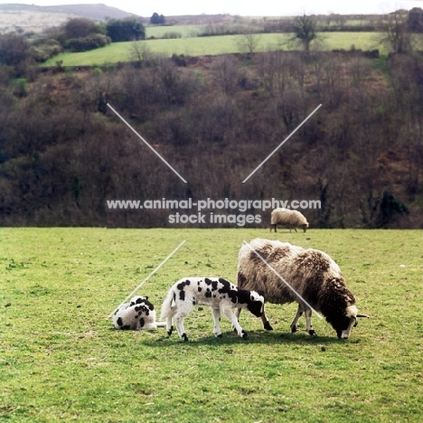 jacob sheep with lambs