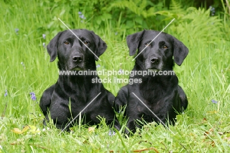 two black Labrador Retrievers