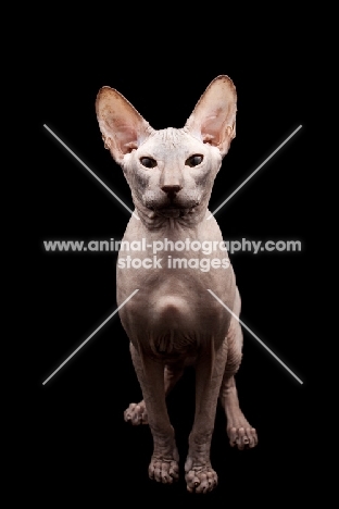 majestic looking peterbald