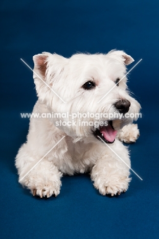 West Highland White Terrier yawning