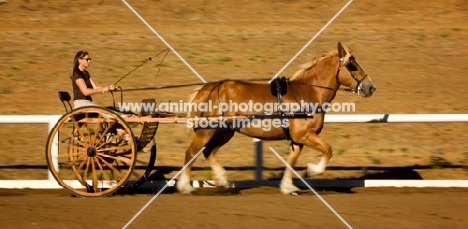 Belgian Draft horse