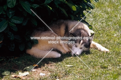 Alaskan Malamute snoozing in the shade