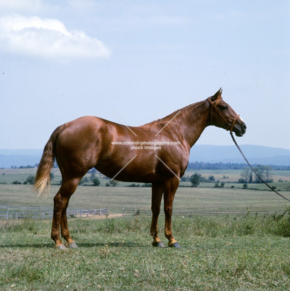steel creek, quarter horse in usa