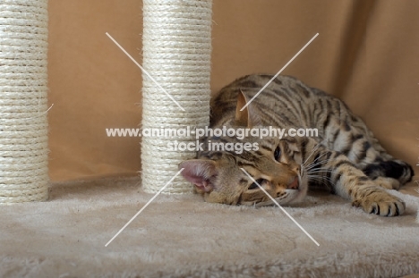 Bengal cat laying on a scratch post, background beige, studio shot