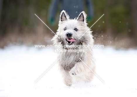 Wheaten Cairn terrier running in snowy field with tongue hanging out.