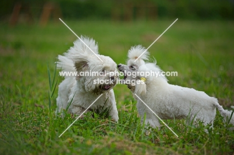 white miniature poodle and white lhasa apso arguing