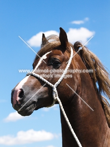 Welsh Cob (section d) on rope