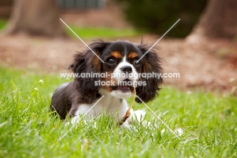 Cavalier King Charles spaniel lying in grass with stick