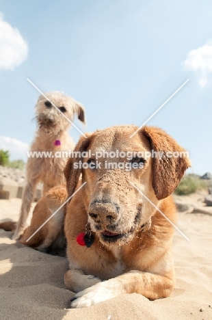 two mongrel dogs on beach, sandy nose