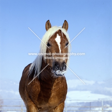 snowy nosed Haflinger at Ebbs Austria