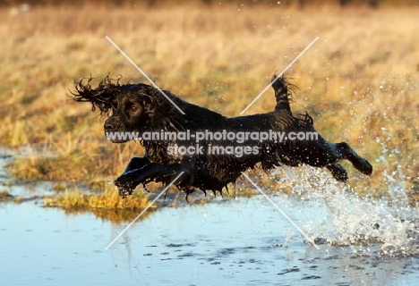 black english springer spaniel