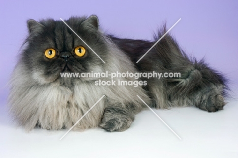 black smoke persian cat lying down