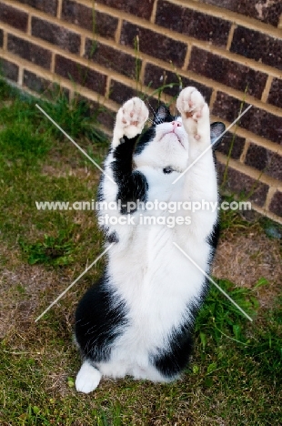 bi-coloured short haired cat on hind legs