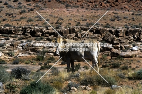 cow in south west usa