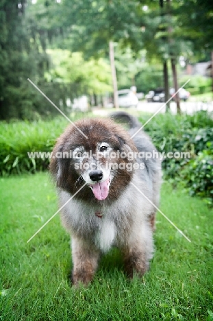 keeshond mix standing in grass