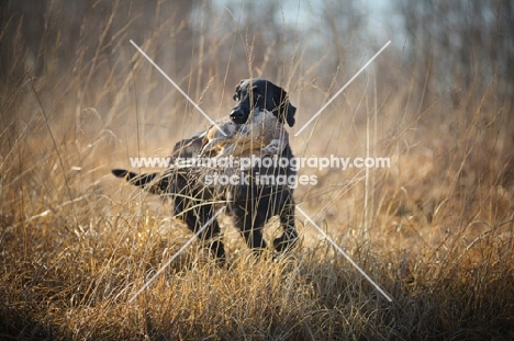 black flat coated retriever retrieving pheasant in a field