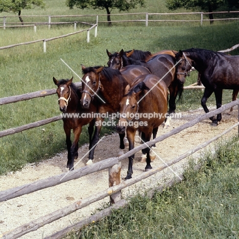 herd of Ausrian Half bred mares and foals walking along path at Piber