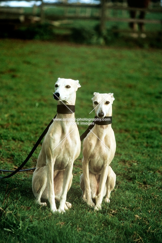 two racing whippets sitting together