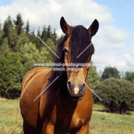 uno-malva 18918, north swedish horse in sweden, head study