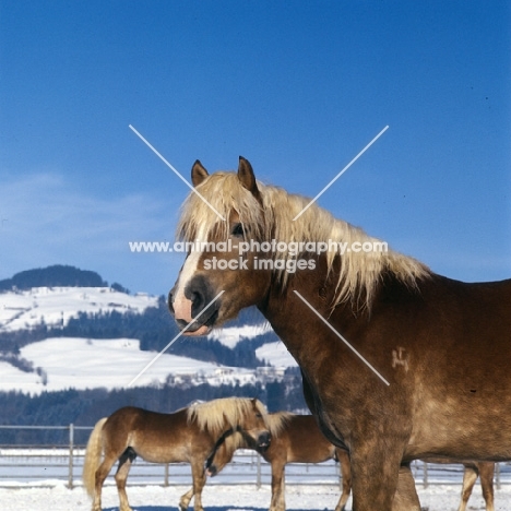 Haflinger colt portrait with others playing behind in snow