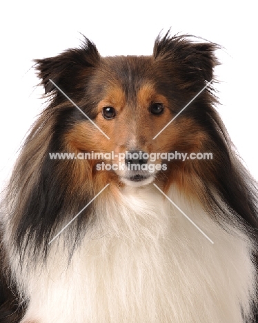 Shetland Sheepdog (sheltie)