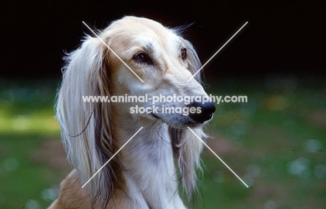 saluki head study