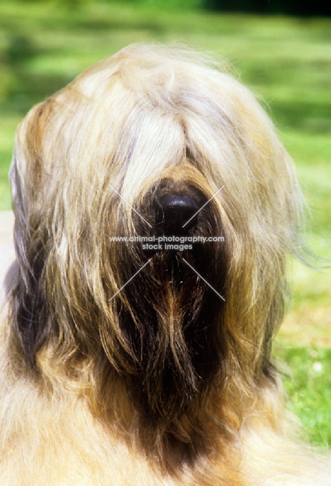 champion briard, portrait, ch triskele lola