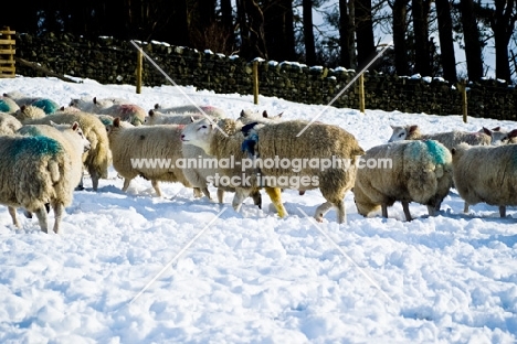 Berrichon Du Cher Ram-and Texel cross ewes