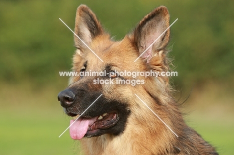 German Shepherd Dog (Alsatian), portrait