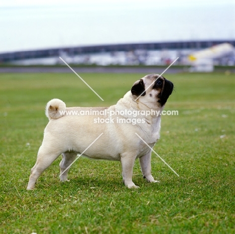 champion annsadie two with pugnus, pug standing proudly