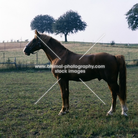Martini, Frederiksborg stallion standing in field
