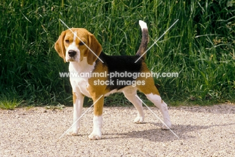 beagle standard photo