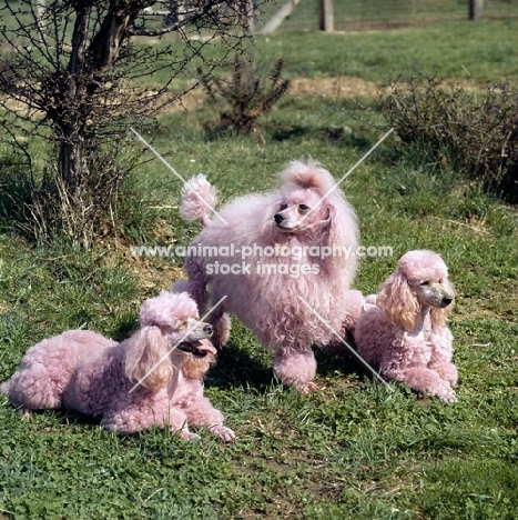 three miniature poodles dyed pink for a film, movie