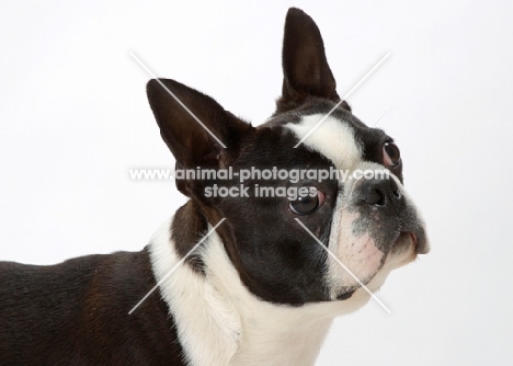 Australian Champion Boston Terrier portrait on white background