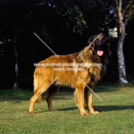 estrela mountain dog, parsley