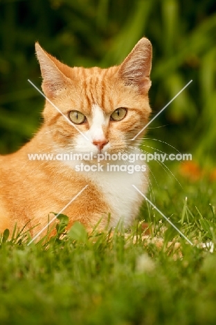 Household pet in garden